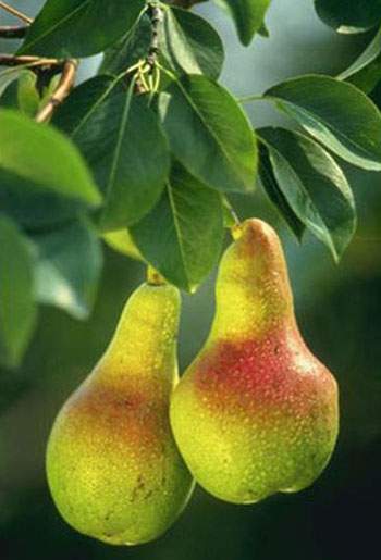 Грушка