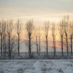 Світанкує студена зима