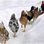 Засніжена прогулянка