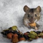 Спотикнулась об горіх