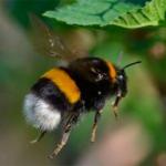 Важелі в живій природі