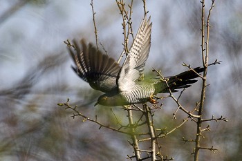 ТЕПЛЕ ЛІТЕЧКО КРАСНЕ