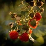 Кадр серпневого вечора