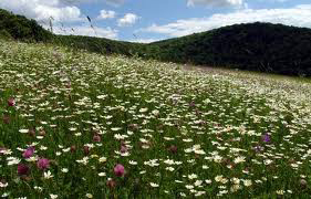 СОНЯЧНИЙ СВІТ