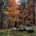 ЖИТТЯ В ОСІННЬОМУ ЛІСІ