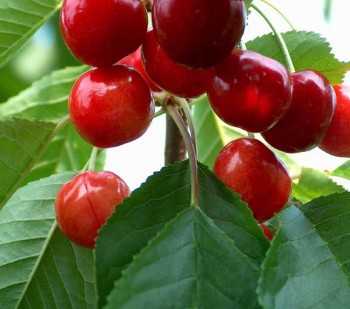 Червоні червиві черешні