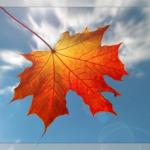 Життєва історія кленового листочка