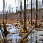 Початок Весни