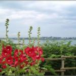 Йде по вулиці старенька