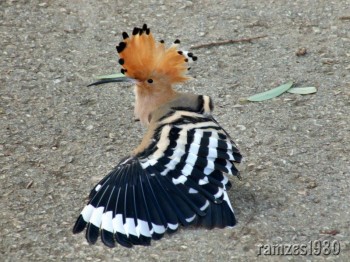 Клич далекого вирію