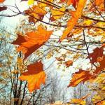 Чим пахне осінь?