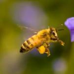 Ніколи не жартуйте з яблунівськими бджолами!