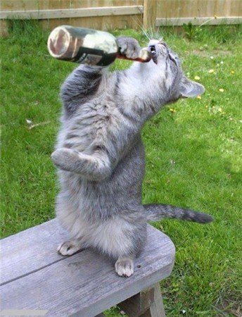 ОЙ! ГОЛІВОНЬКО МОЯ!