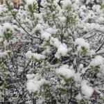 Останній сніг