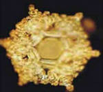 Облітає берізка