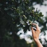 Ранок у лісі