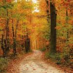 Осінні романси