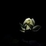 Квітка латаття