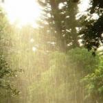 Літній дощ у лісі