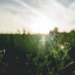 Любов завжди жива