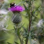 Будяк-чортополох