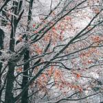 Увертюра до зими