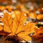 Серця́, закохані у літо