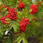 Листопад у гості завітав