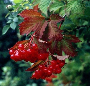 ЧАРИ ОСІННЬОЇ НОЧІ