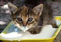 Котиків тиждень