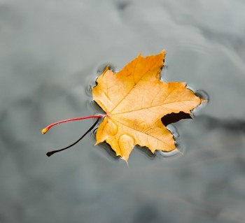 Золотої осені шматочок