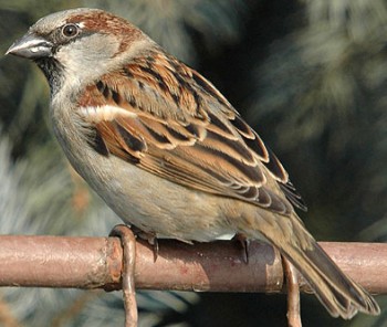 В зеленому садочку