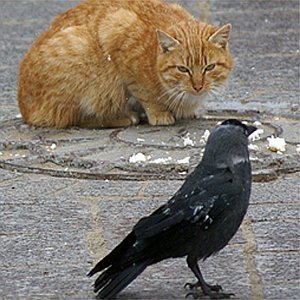 Недоступна дичина