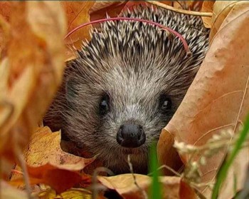 Їжакові сни