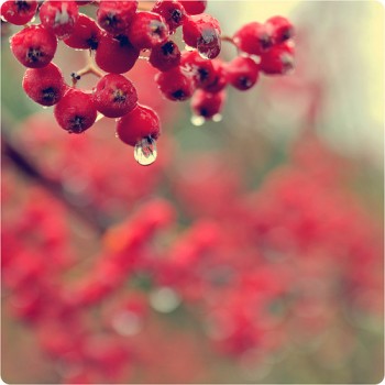 Горобинові дощі