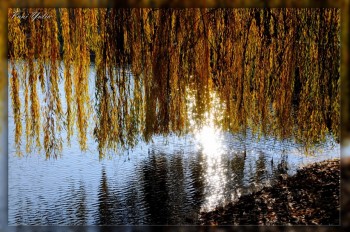 Вербовий плач