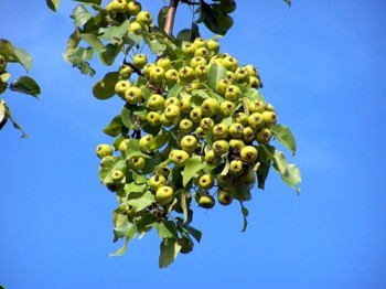 У світлі ранішнього сонця