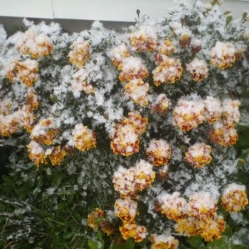 ЗАСНІЖЕНІ ЧОРНОБРИВЦІ