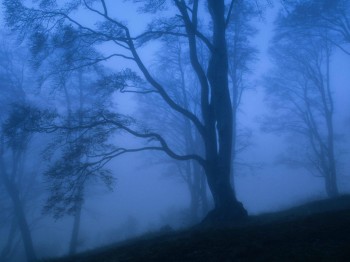 ТУМАННИЙ НОКТЮРН