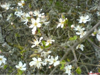 Цвіте терен