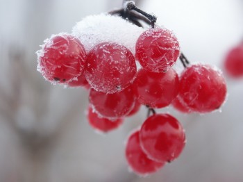 ІЗ СНАМИ НІЖНО-ЧИСТИМИ
