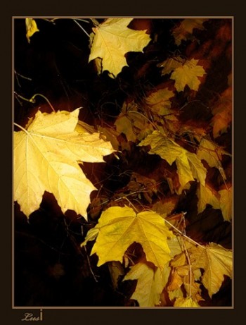 Сердечний ноктюрн