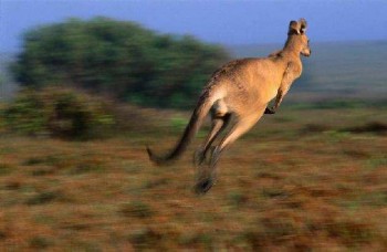 Новорічна листівка