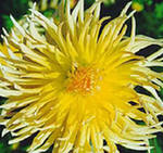 Жовтнева журба