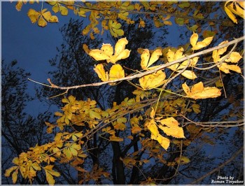 В ТЕНЕТАХ ЛИСТОПАДУ