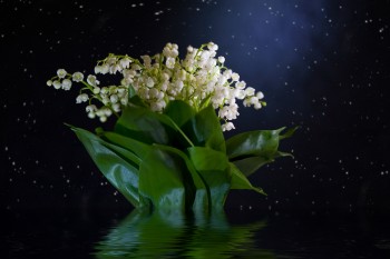 Діалог замріяних сердець