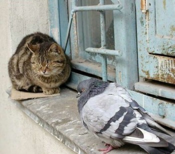 ЛИСТОПАД ПРОХОДИТЬ