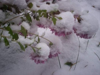 Зимові передчуття