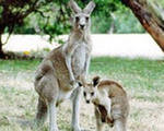 Кенгуру. Материнство