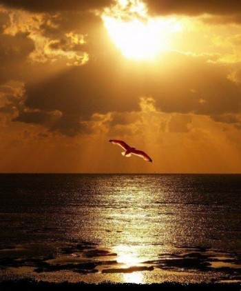 Душа моя, наївна легкокрила